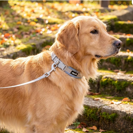 AIBPETのグレーのSBRクッション首輪を着用したゴールデンレトリバー